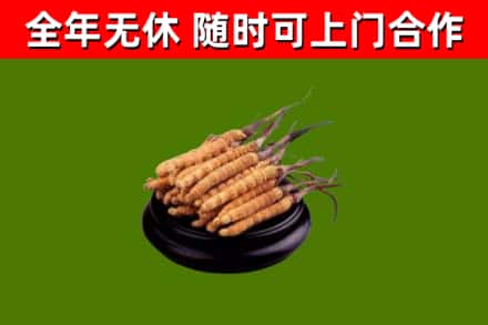 通化烟酒回收冬虫夏草.jpg