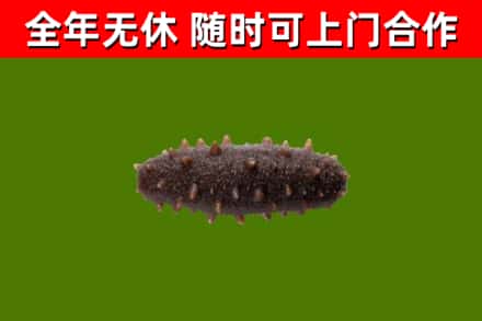 通化烟酒回收干海参.jpg